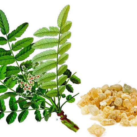 100% Pure Organic Frankincense Essential Oil - Essential Oil - The Local Boom Gift Shop