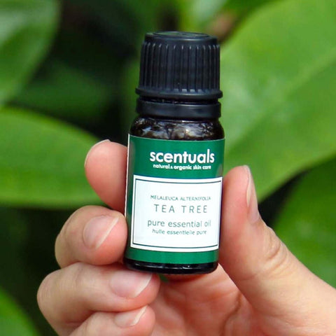 100% Pure Tea Tree Essential Oil - Essential Oil - Scentuals