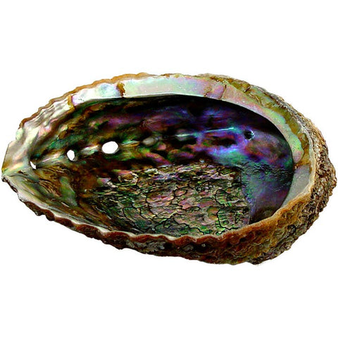 Abalone Shell - Sage - The Local Boom Gift Shop