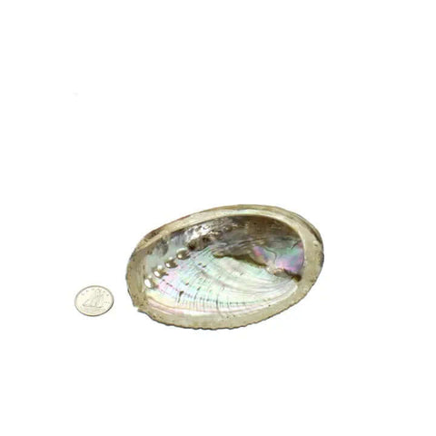 Abalone Shell - Sage - The Local Boom Gift Shop