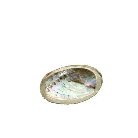 Abalone Shell - Sage - The Local Boom Gift Shop