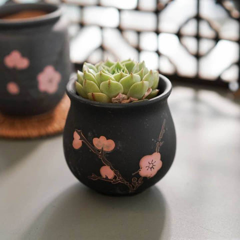 Cherry Blossom Succulent Pot - Planter - The Local Boom Gift Shop