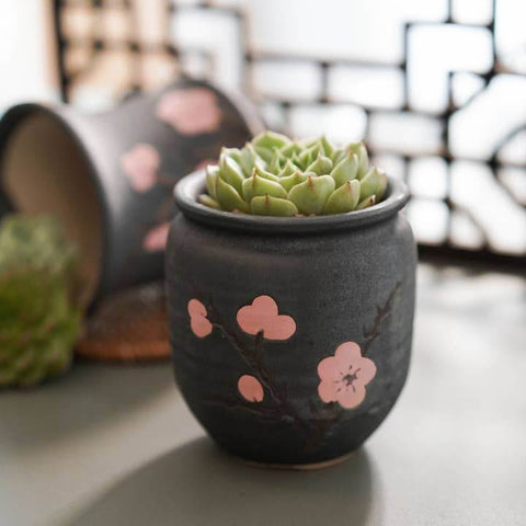 Cherry Blossom Succulent Pot - Planter - The Local Boom Gift Shop