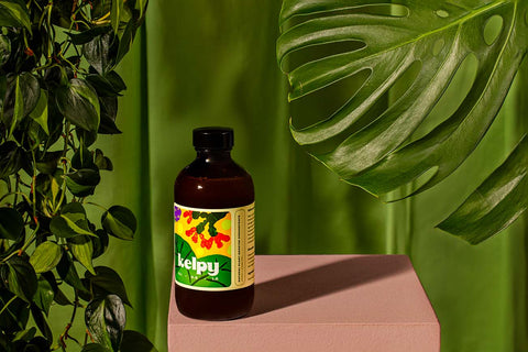 Kelpy Plant Food (Green Thumb Size) - Planter - Kelpy