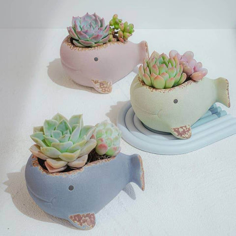 Little Whale Planter - Planter - The Local Boom Gift Shop