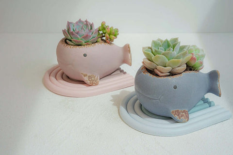 Little Whale Planter - Planter - The Local Boom Gift Shop
