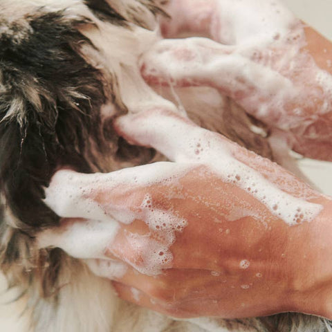 Soothe Gentle Cleansing Dog Shampoo - Pet - Dandylion